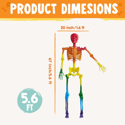 5.6 FT Halloween Posable Life Size Skeleton, Full Body Realistic Bones with Mova